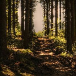 Zasady korzystania z lasów państwowych